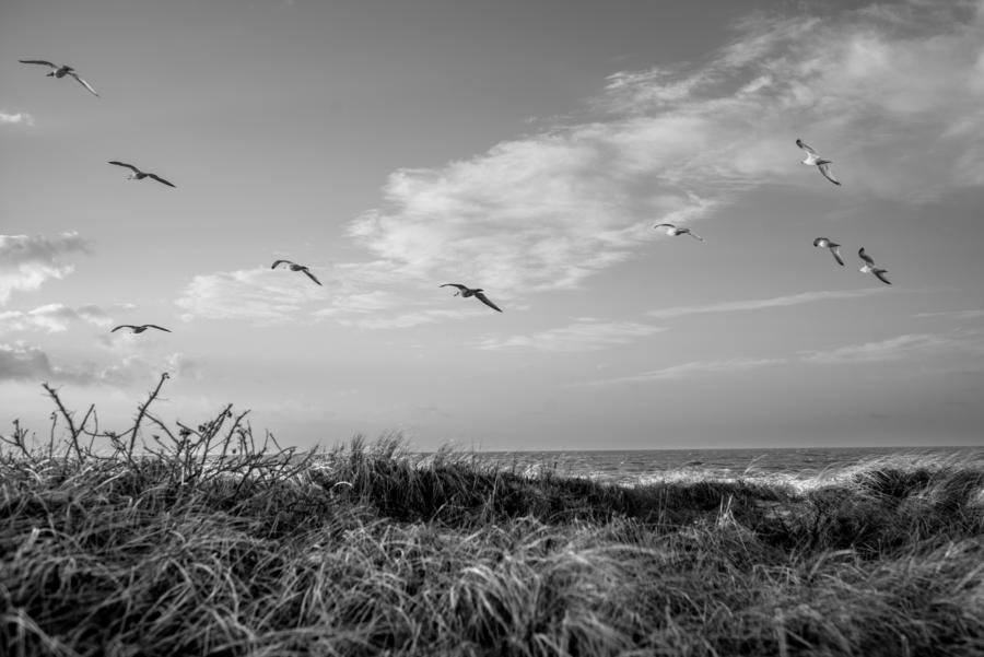 Möven am Strand bei Vitte