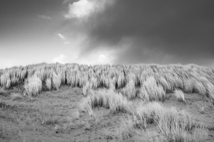 Rauschende Dünengräser