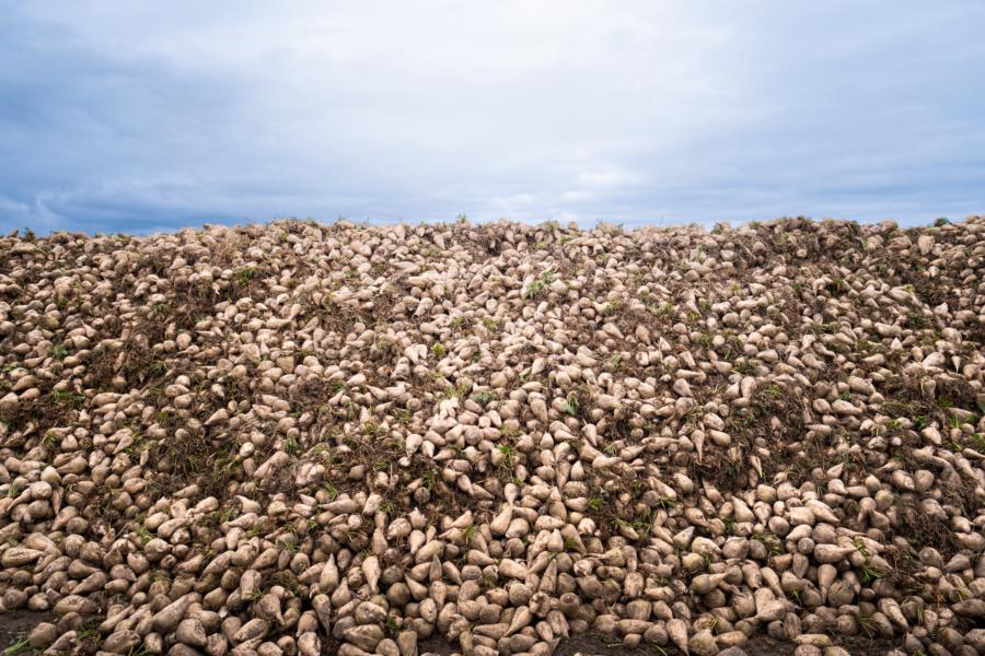 Alles Rübenköppe hier