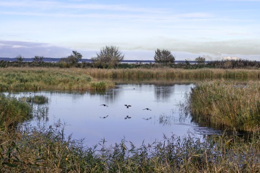 Vögel! Alle drei auf einmal!