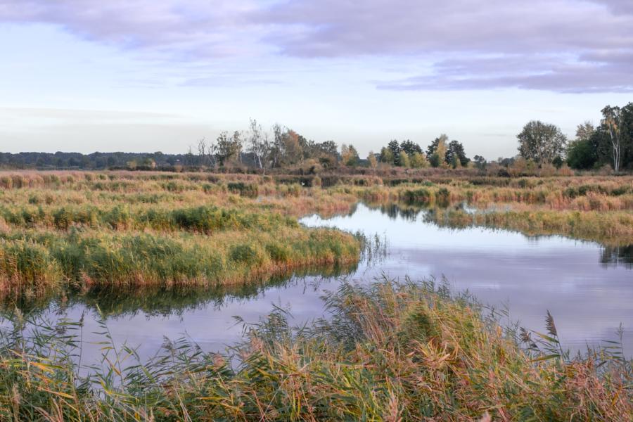 Sumpfgebiete im Küstenabschnitt des Achterwassers