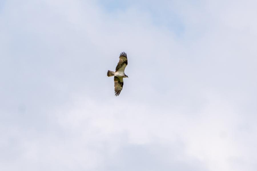 Fischadler über dem Fenn