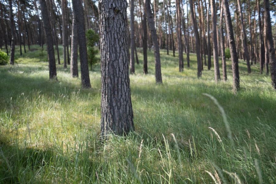 Moränenhügel am Wegesrand