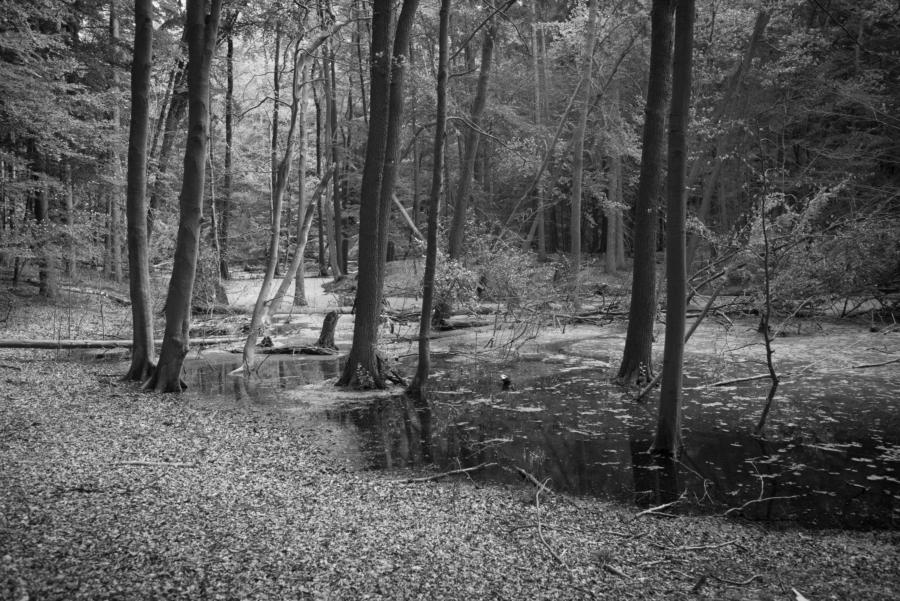 Sümpfe am Platkowsee