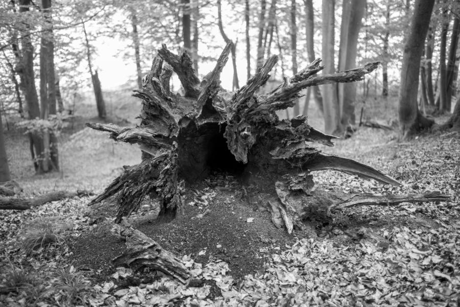 Wurzelstock eines gefallenen Baumes