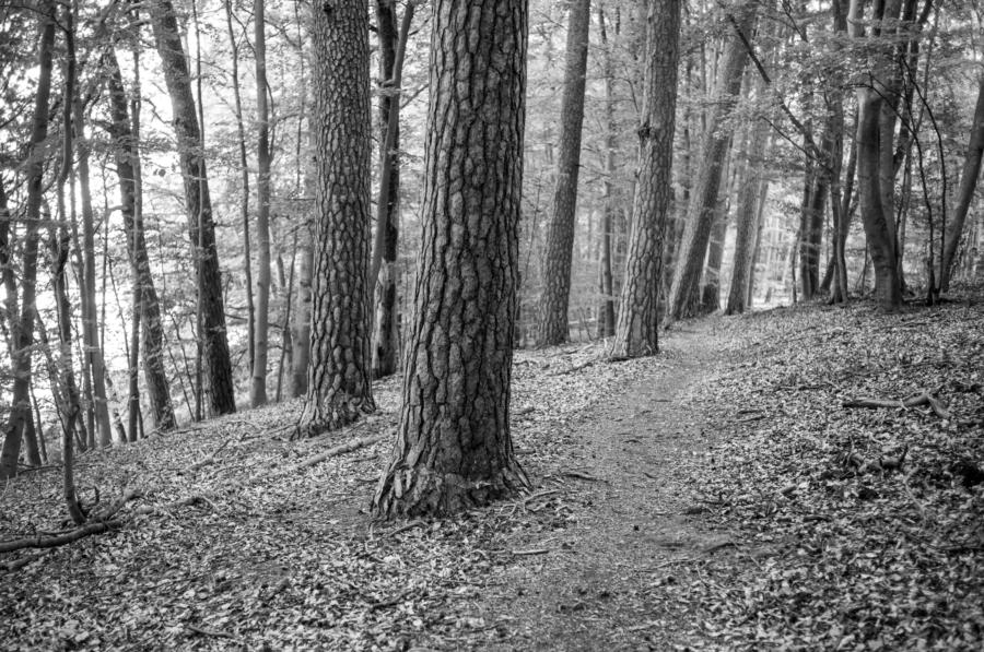 Kiefern in schön: im Miscchwald am Platkowsee