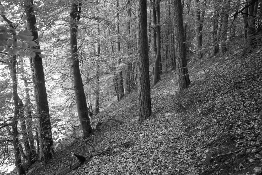 Schräg am Hang - Wanderpfad am Platkowsee