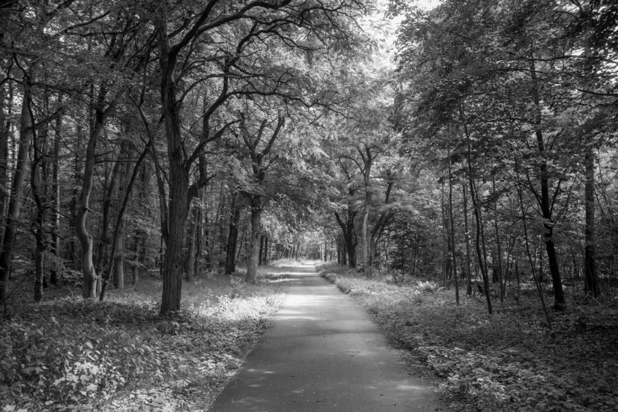 Fahrradstraße zwischen Alt-Placht und Lychen