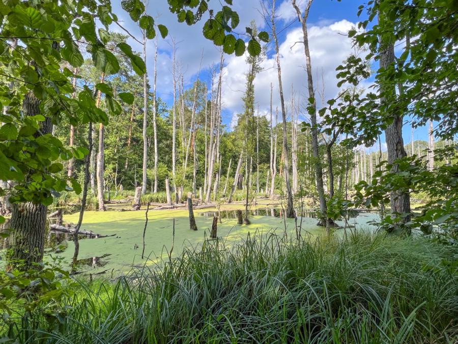 Im Briesetal bei Birkenwerder