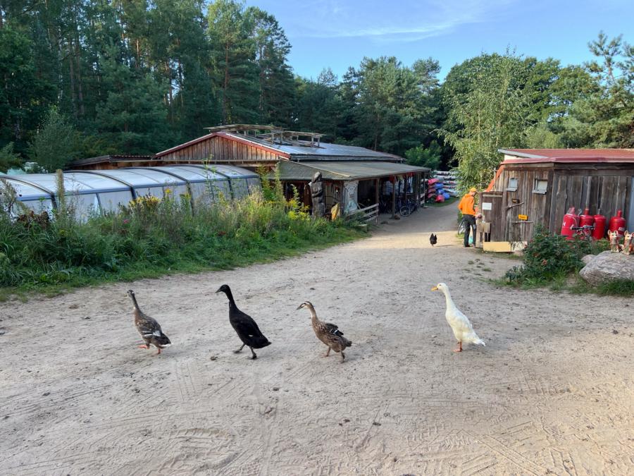 Im Gänsemarsch über den Campingplatz