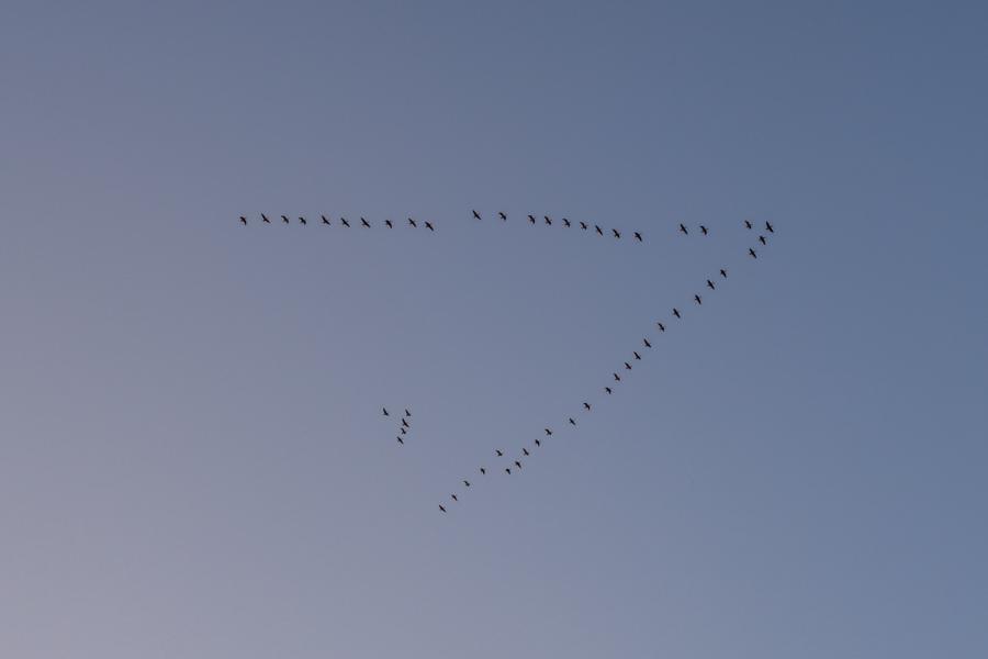 Formationsflug: Wildgänse auf der Reise