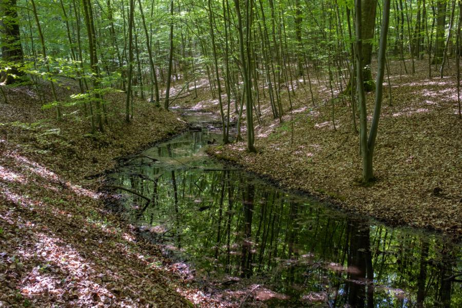 Quelle des Marnitzer/Mooster Bachs