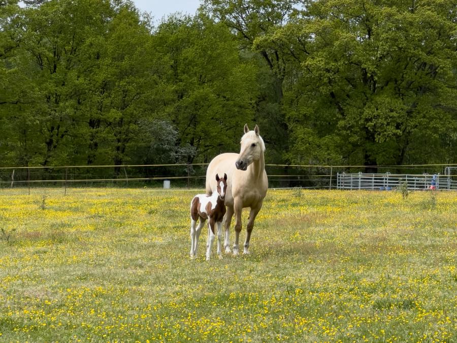 Pferdekoppel bei Neu-Drefahl