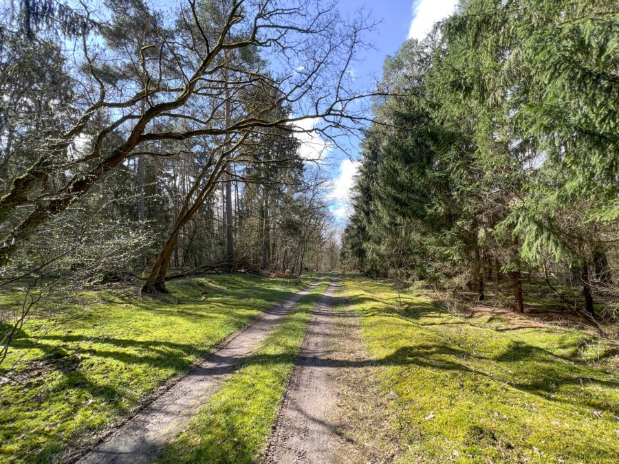 Waldweg bei Görne