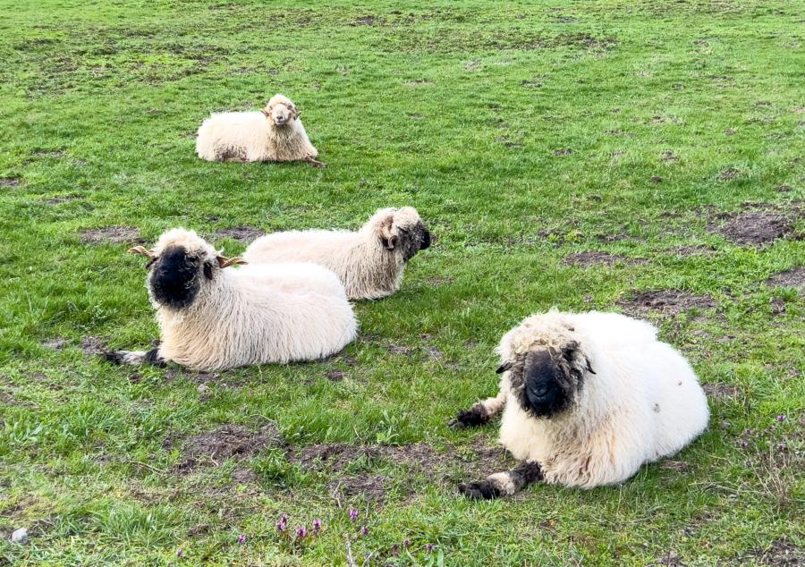 Verschlafene Schafe vor Görne