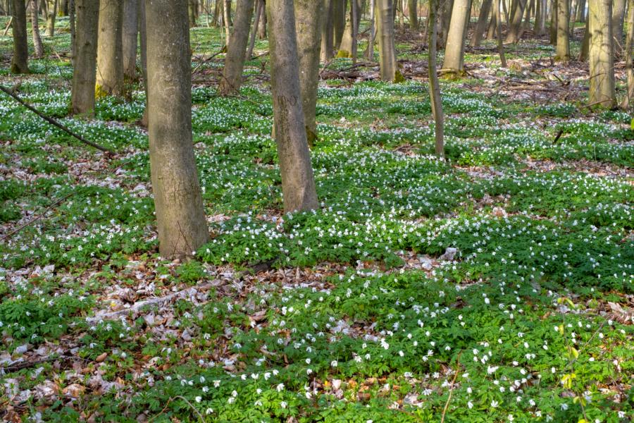 Blühender Waldboden