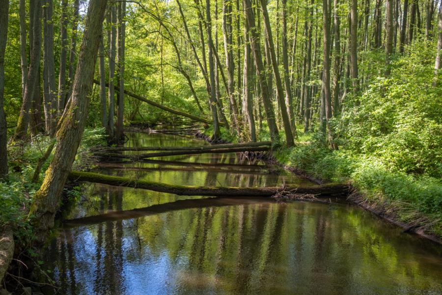 Blick von der Schafstallbrückez