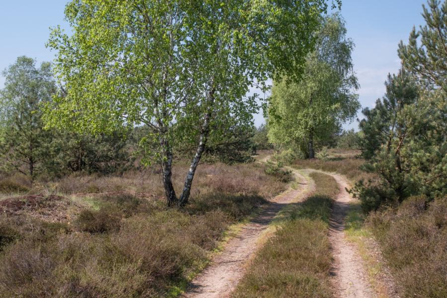Heidelandschaft im Marienfließ