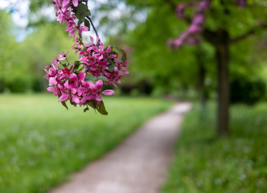 Duftender Frühling im Schlosspark Meyenburg