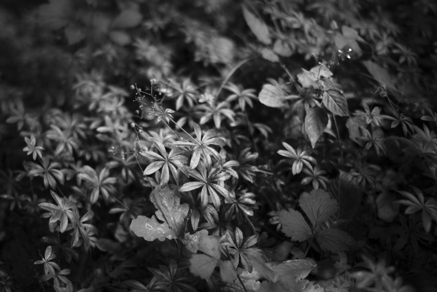 Blühender Waldmeister