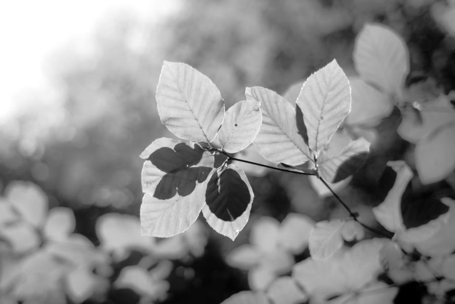 Das Blätterdach des Buchenwaldes Grumsin