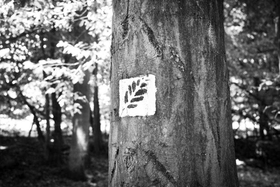 Wanderweg-Kennzeichnung im Grumsin