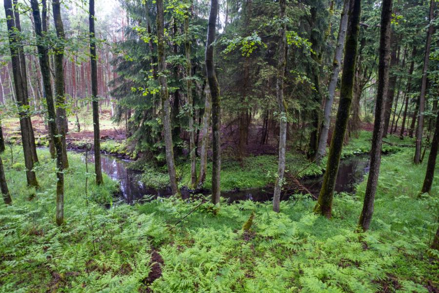 Der Nadelbach in der Prignitz