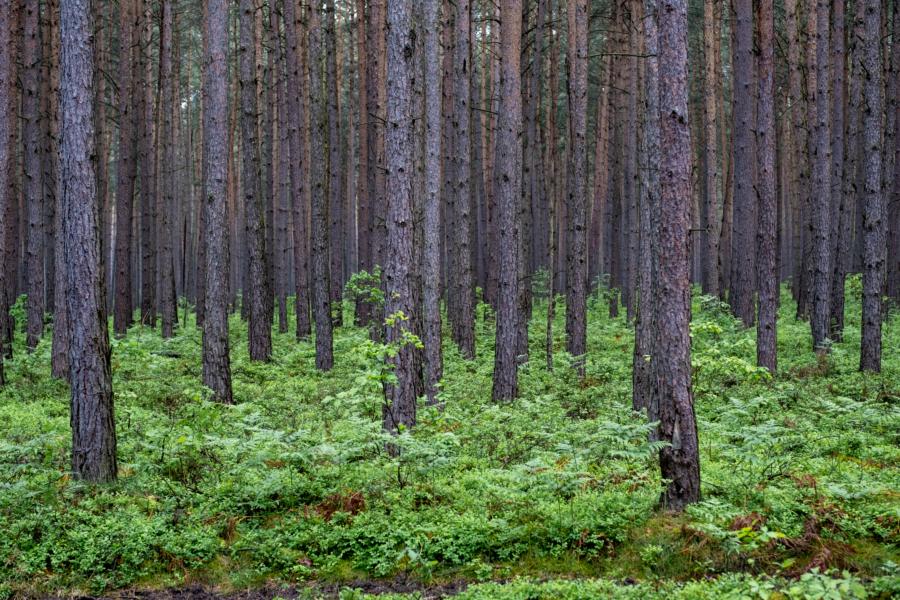Kiefern und Blaubeeren und kein Ende