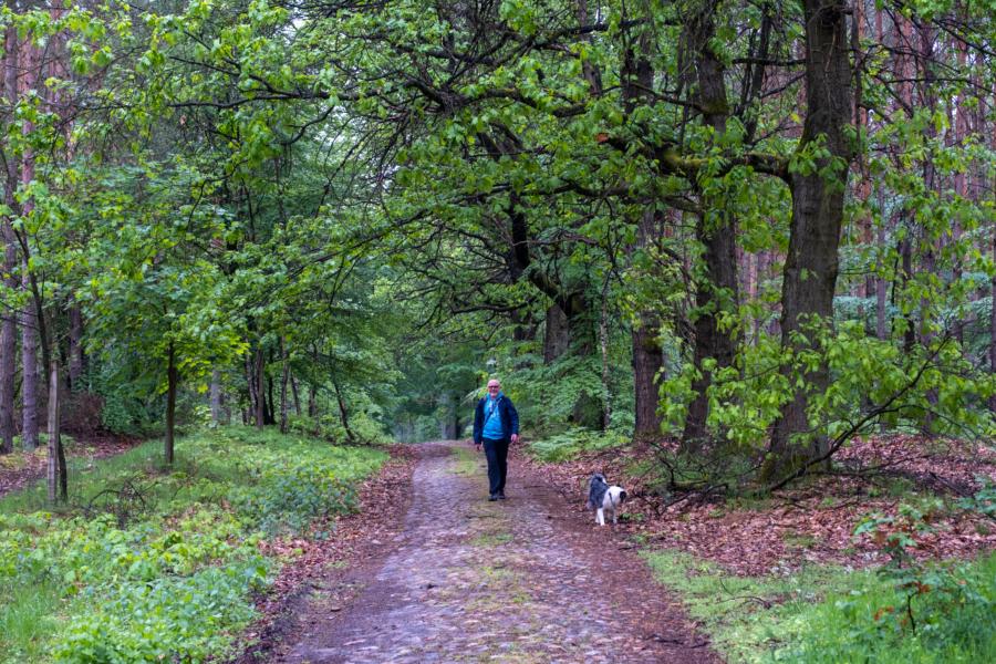 Alter gepflasterter Wanderweg im Wald Heiligengrabe