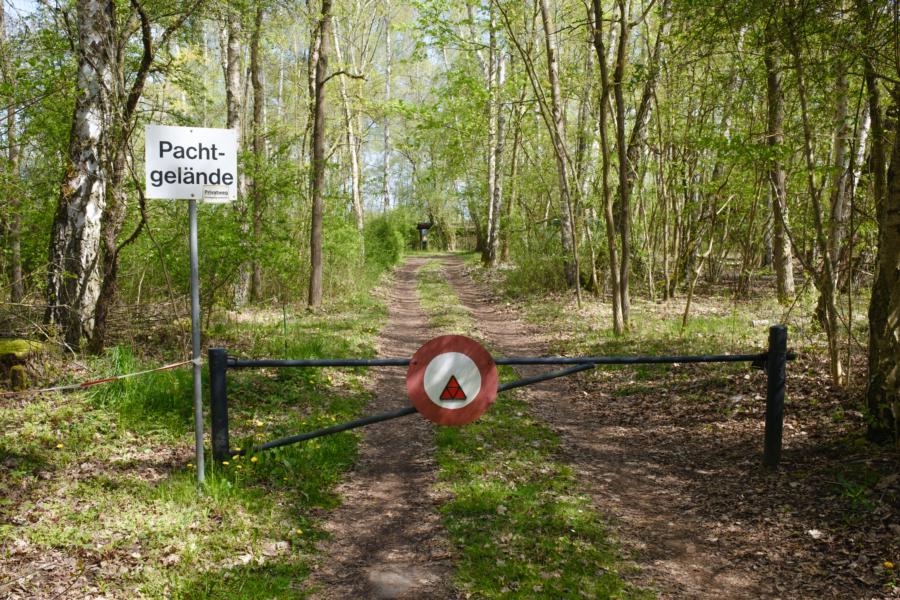 Sackgasse im Wald