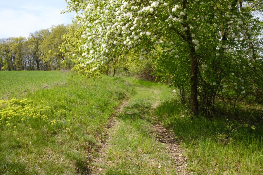 Flauschiges Gras, duftende Blüten