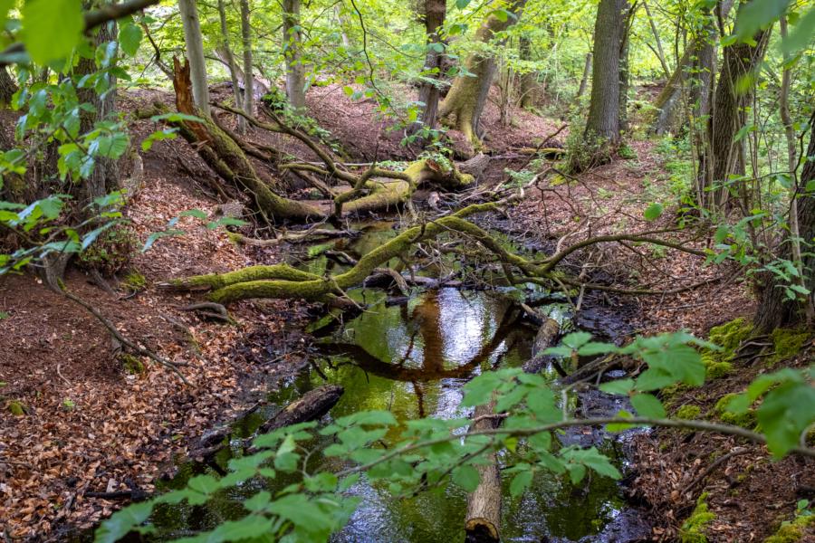 Die Wocker - ein Naturbächlein