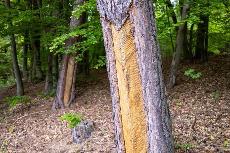 Harzgewinnung an den Bäumen