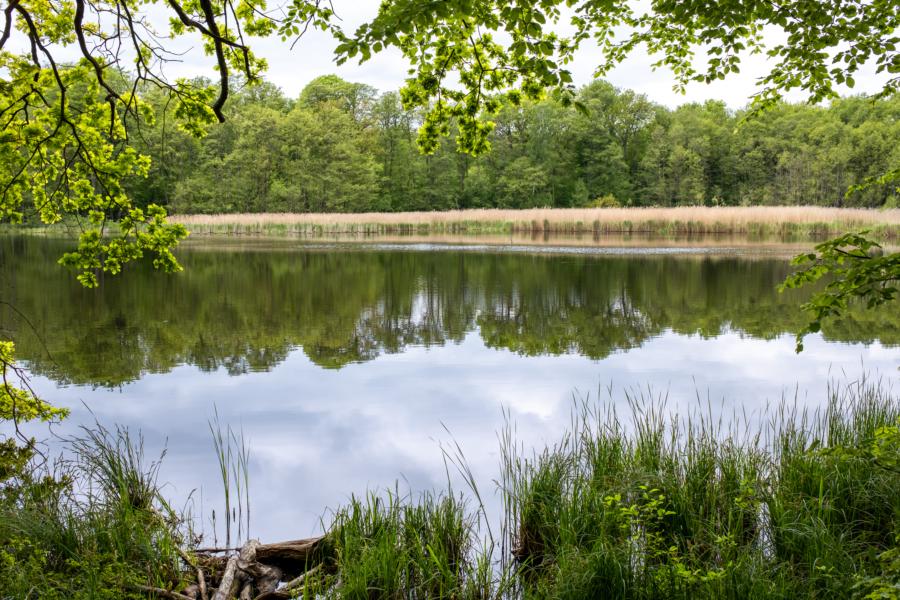 Der obere Karpfenteich