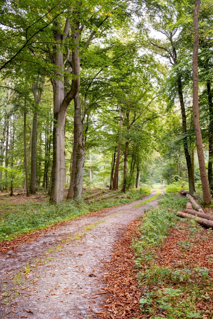 Herrlicher Mischwald im NSG Zootzen