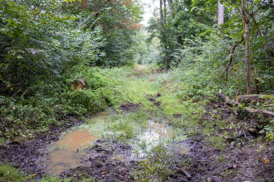 Morast und Suhlen im NSG Zootzen