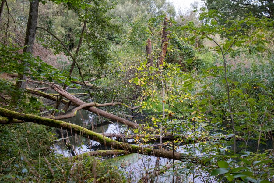 Der alte Rhin im NSG Zootzen