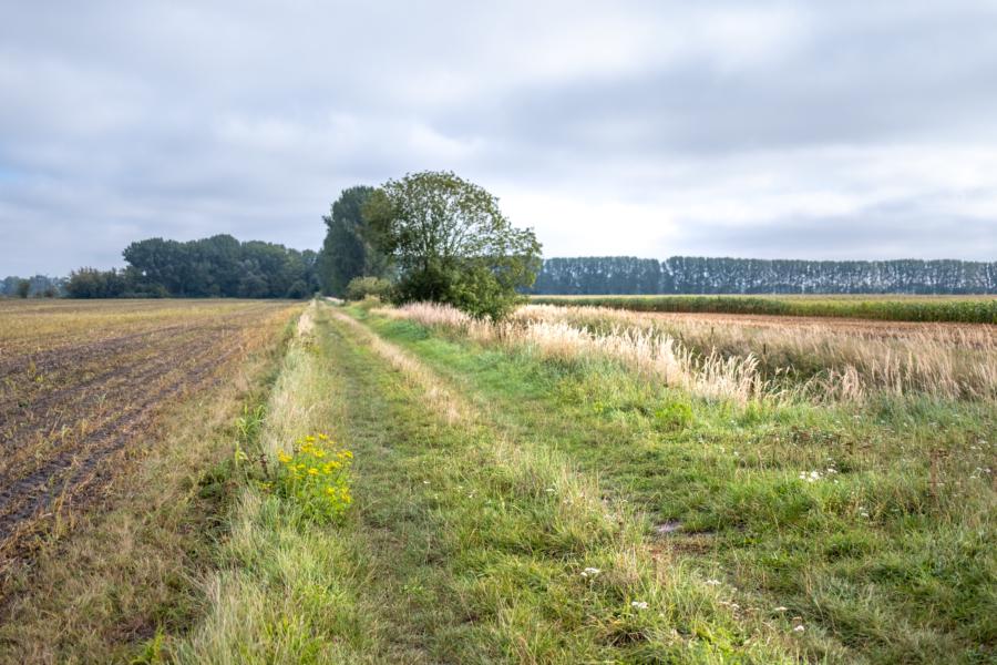 Feldweg im Rhinluch; rechts ein Entwässerungsgraben