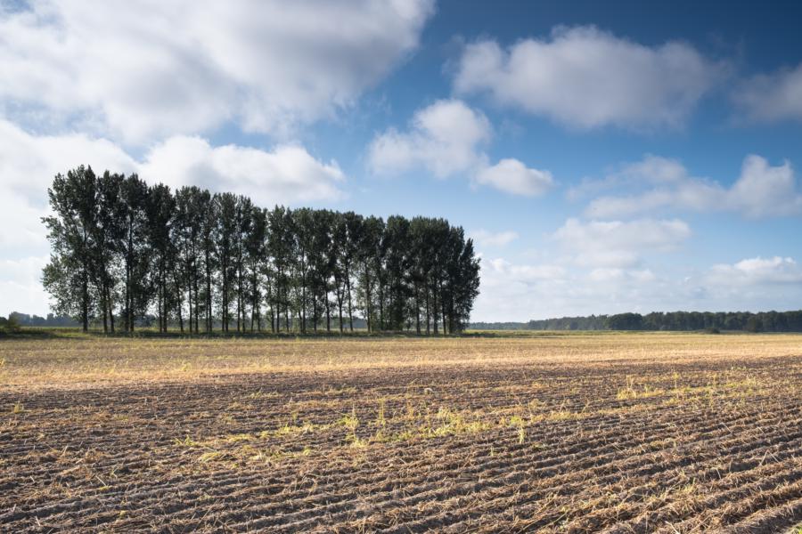 Äcker und ein weiter Himmel - das Rhinluch