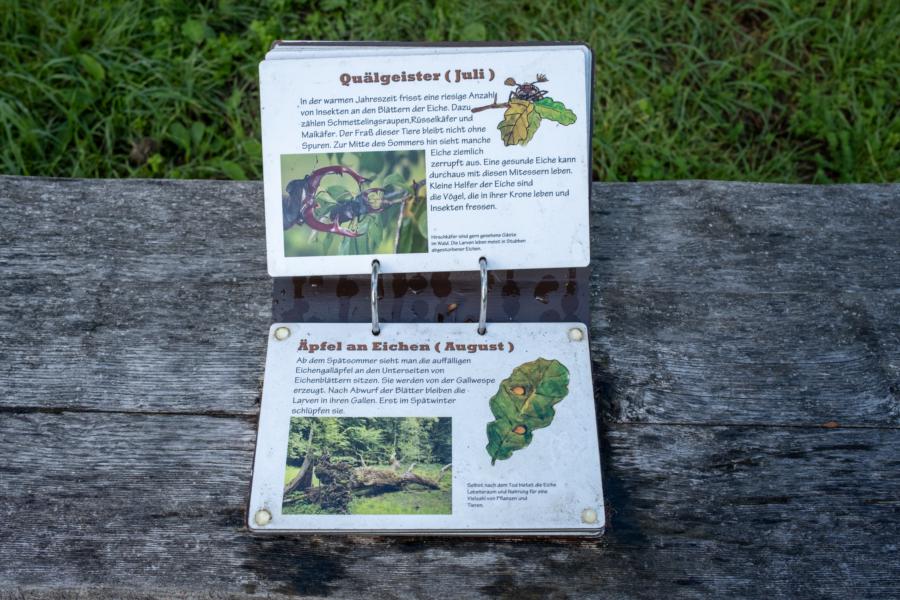 Der Eichenkalender am Rastplatz Zootzen