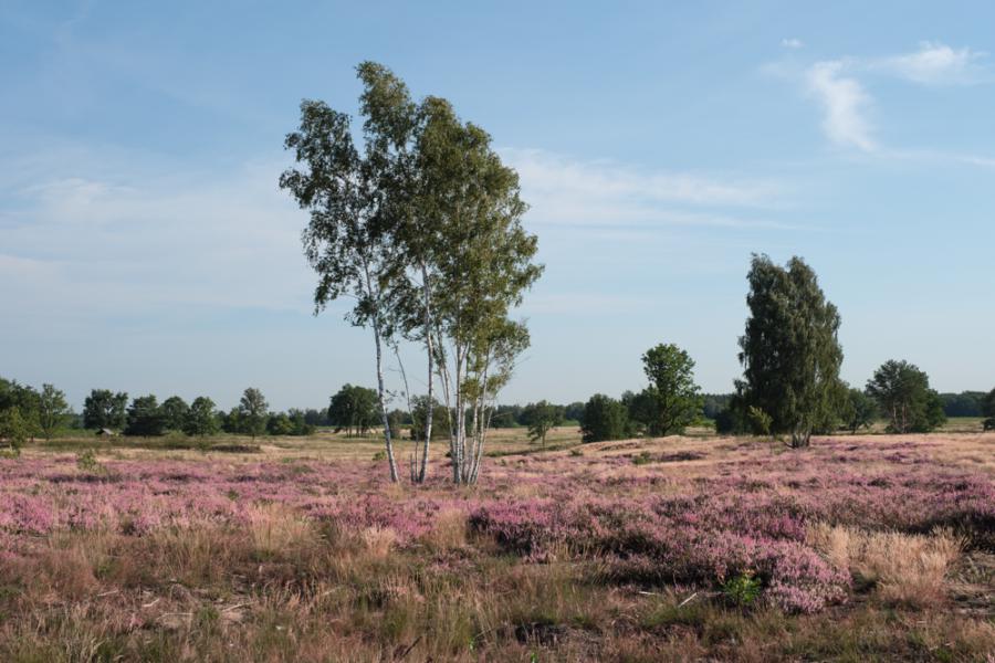 Döberitzer Heide