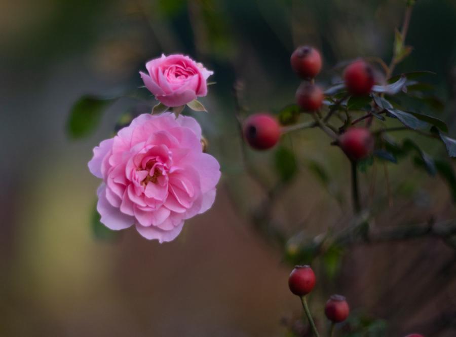 Leicht abgeblendet, immer noch ein harmonisches Bokeh