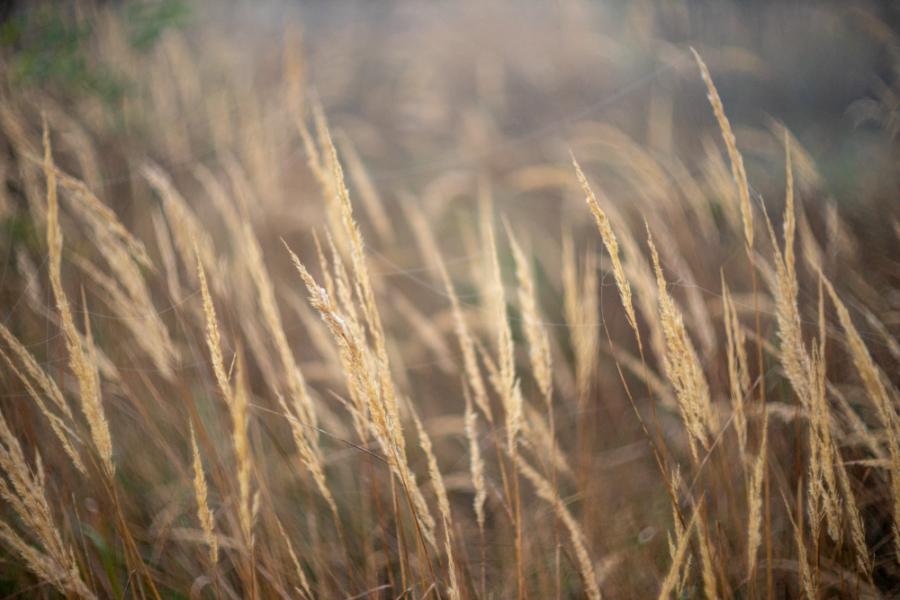 Verträumtes Bokeh, mal ohne Swirl (die Kanten im Hintergrund dominieren)