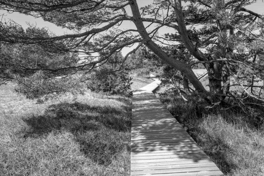 Boddenlandschaft Prerow / Darßer Ort