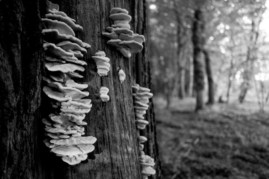 Im Schlosspark Schlemmin