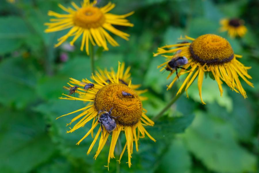 Insektenfülle im Erzgebirge