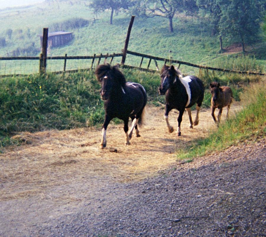 Das Land der Träume meiner Kindheit. Der Hahnenbach im Westerwald