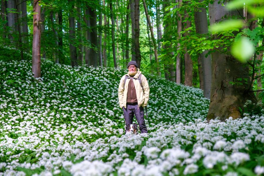 Im Bärlauchwald bei Heimburg