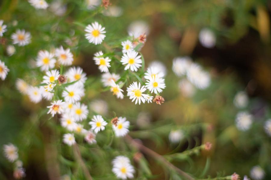 Zarte Unschärfe bei Offenblende