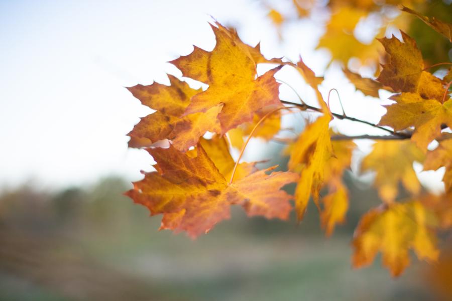 Ausgewogene Farben, auch bei trübem Wetter